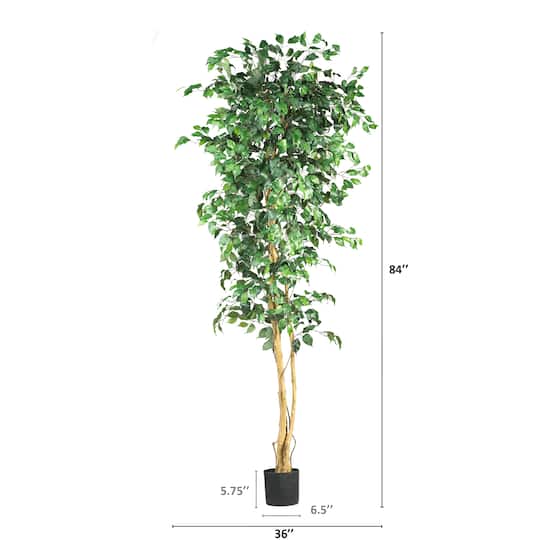 7ft. Potted Ficus Tree